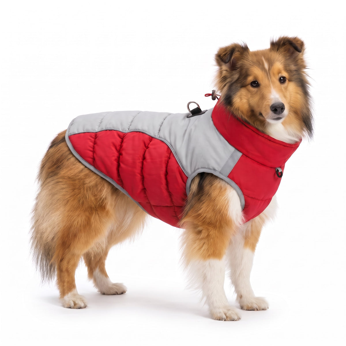 Shetland Sheepdog wearing the red dog coat on a white background