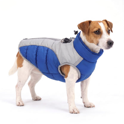 White-and-tan Jack Russell Terrier wearing the royal blue dog coat on a white background