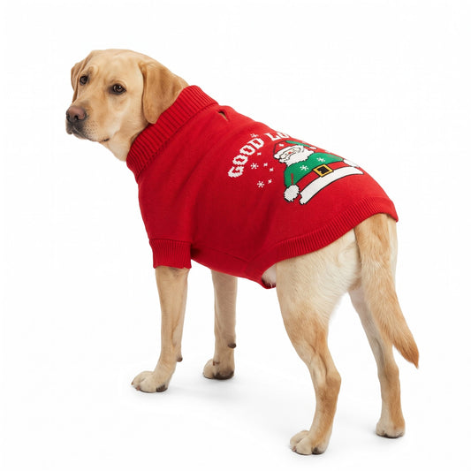 Yellow Labrador wearing the red knitted Christmas dog jumper with a Santa motif on the back