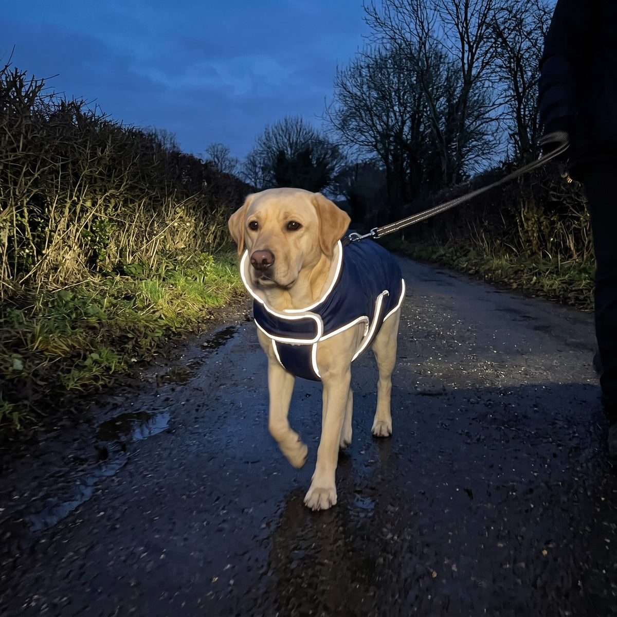 Labrador in a navy dog coat with reflective edge trim shining in torchlight on a dark lane