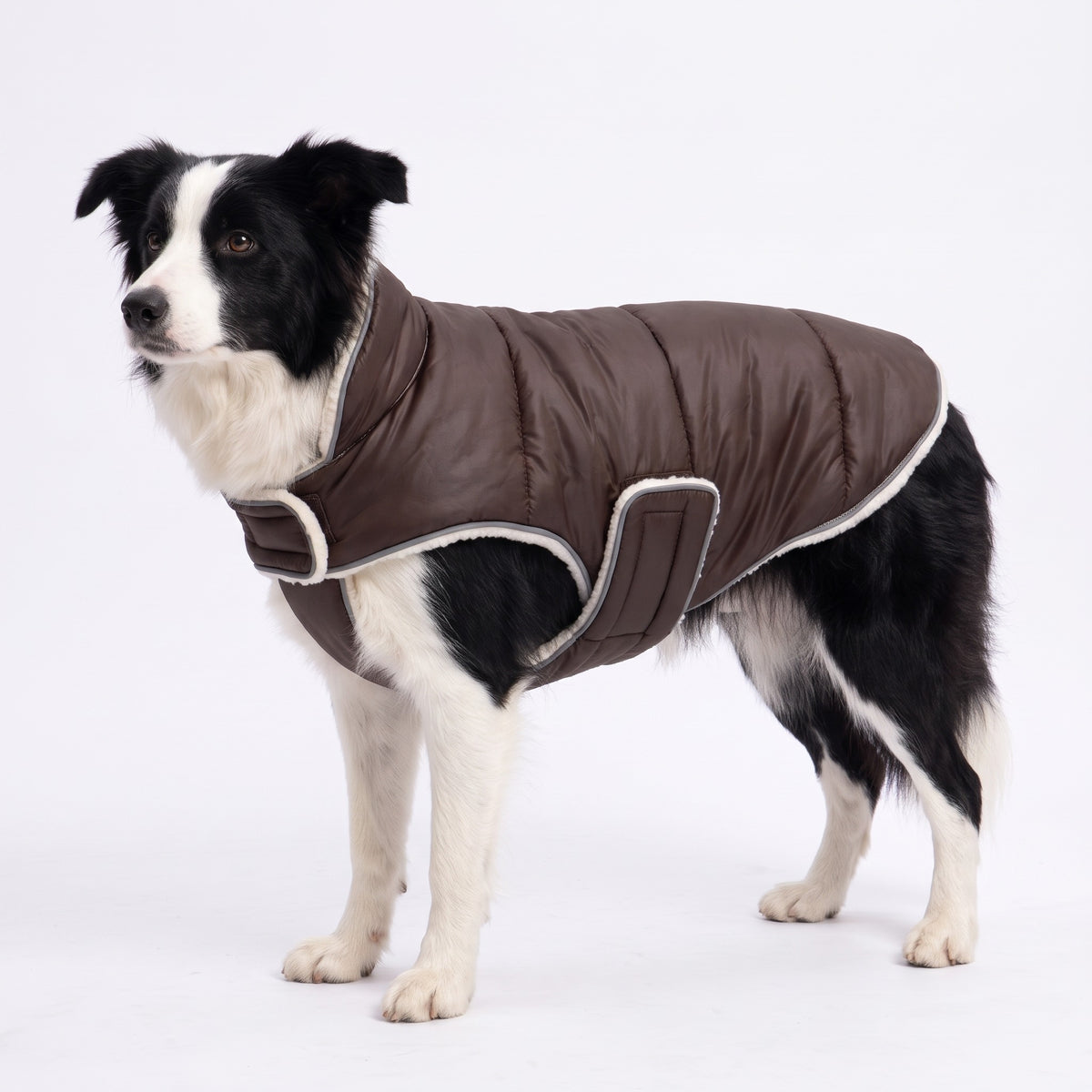 Brown reflective fleece-lined dog coat on a Border Collie