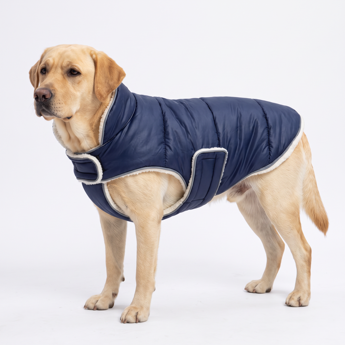 Navy reflective fleece-lined dog coat on a Labrador