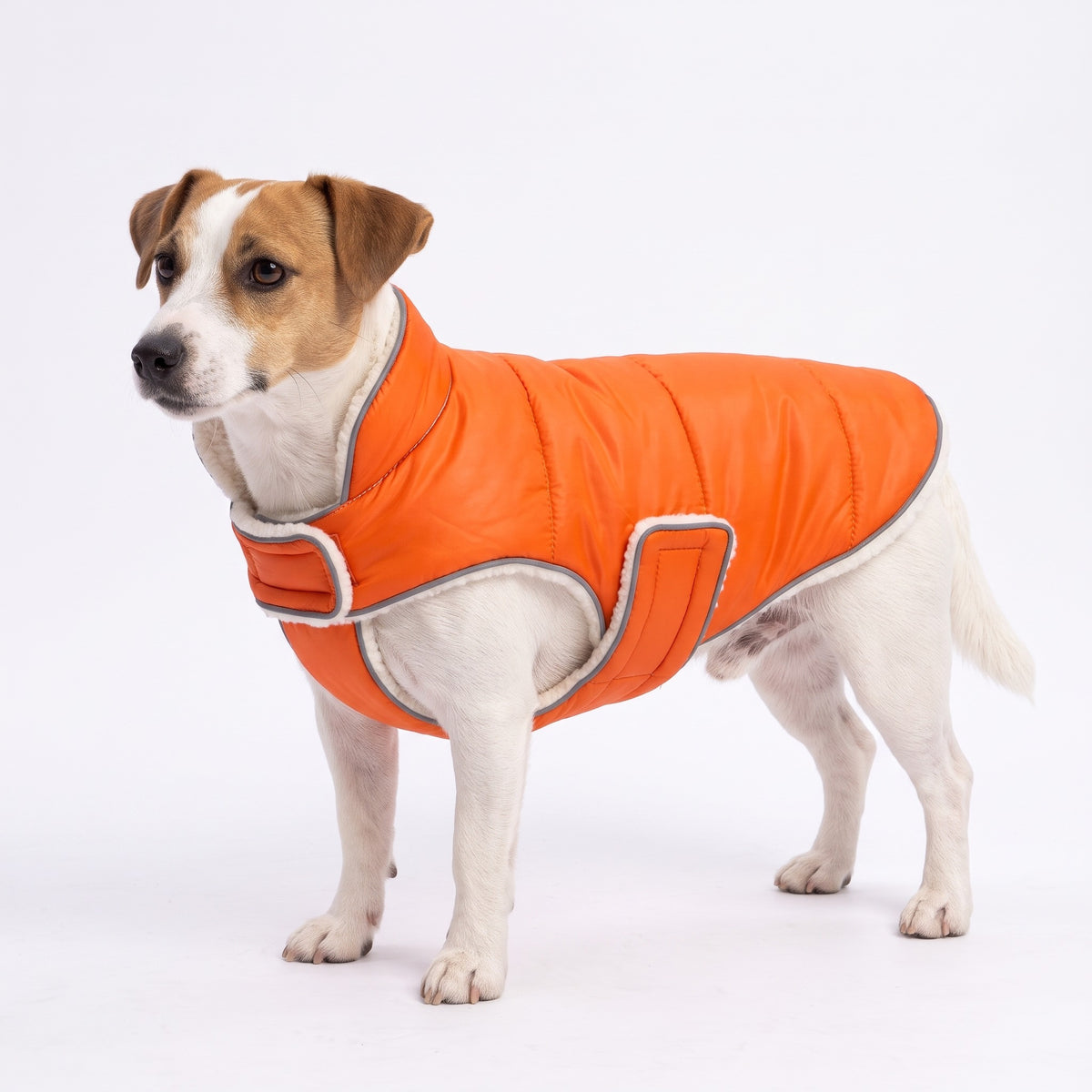 Orange reflective fleece-lined dog coat on a Jack Russell Terrier