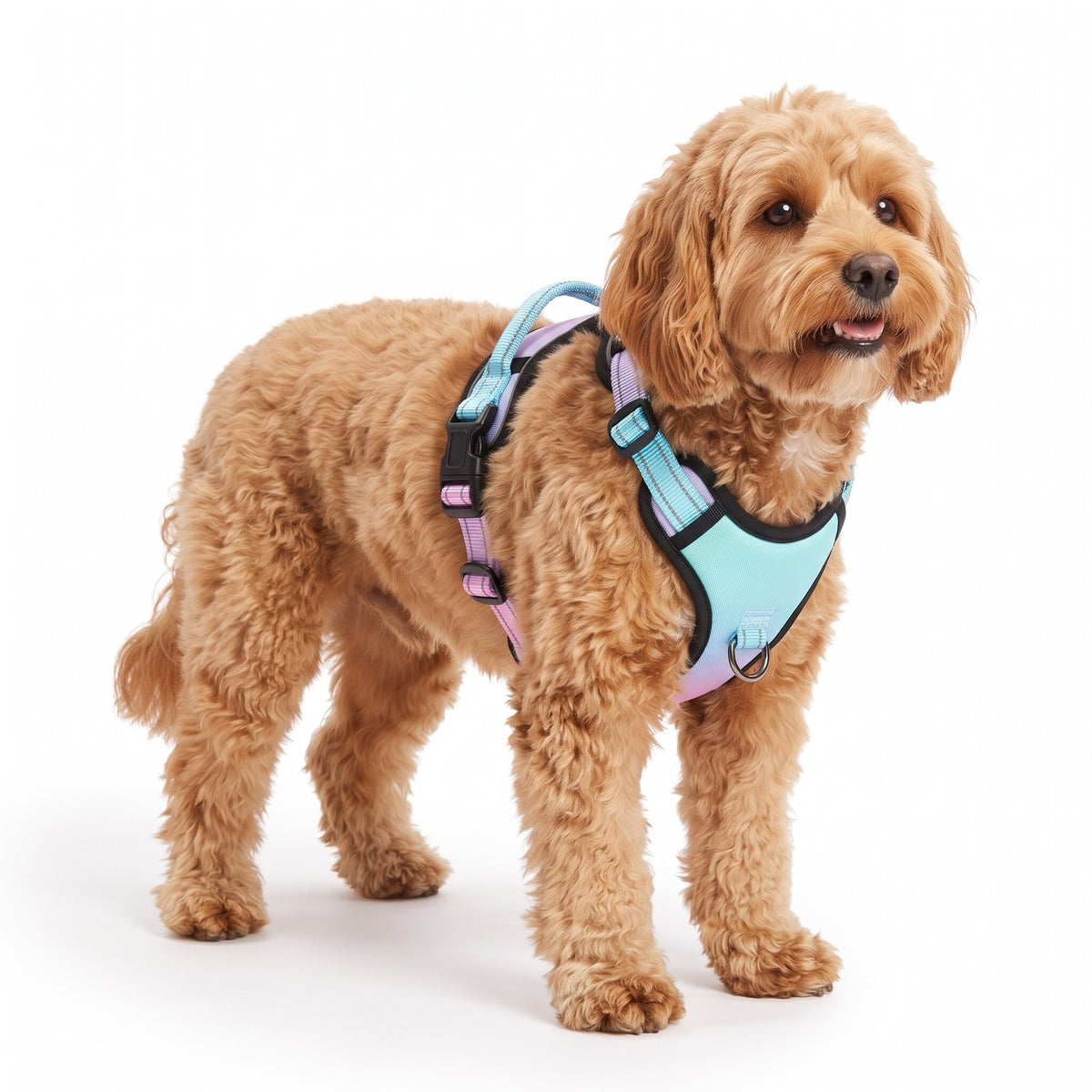 Reflective dog harness in Mint Pink on a Cavapoo