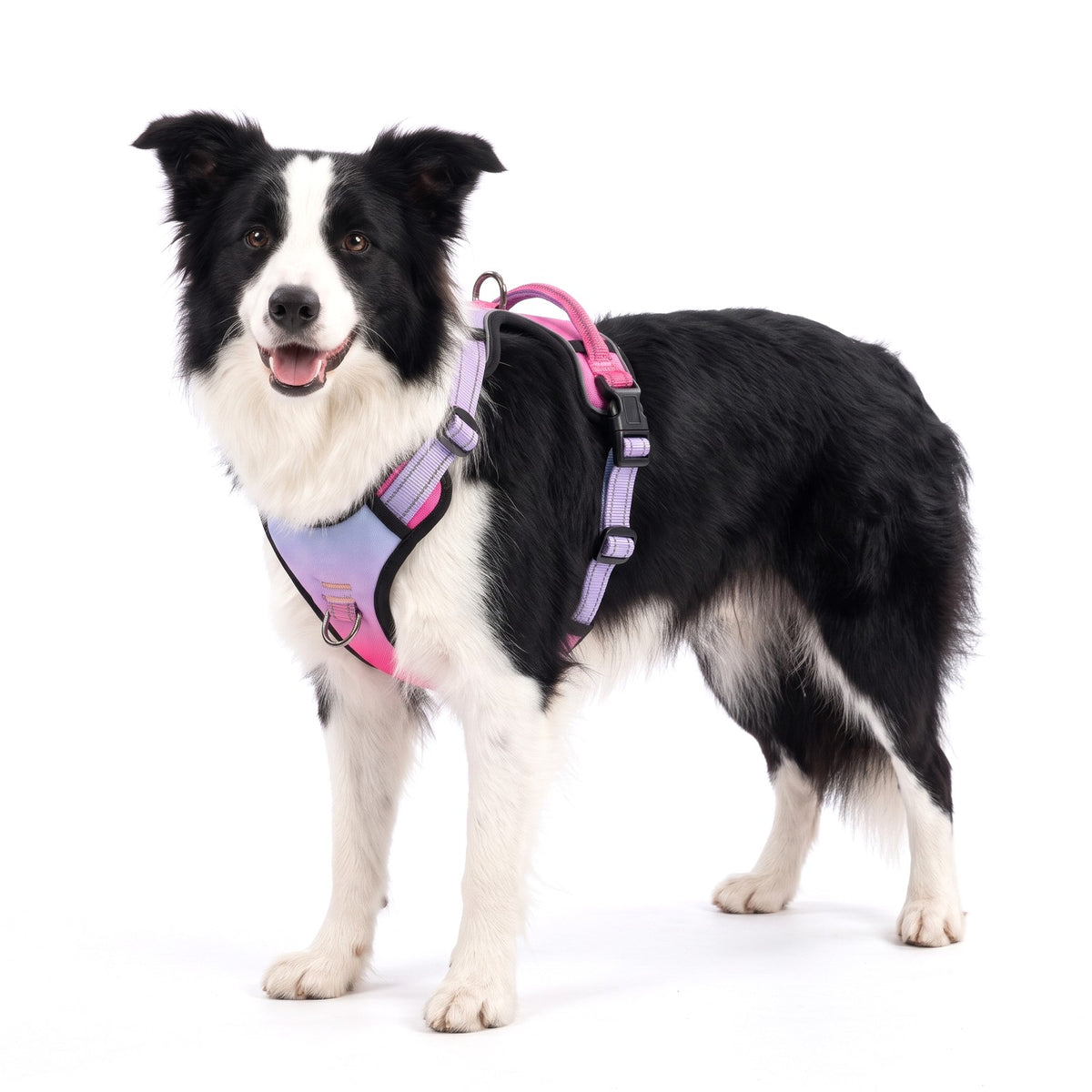 Reflective dog harness in Pink Purple on a Border Collie
