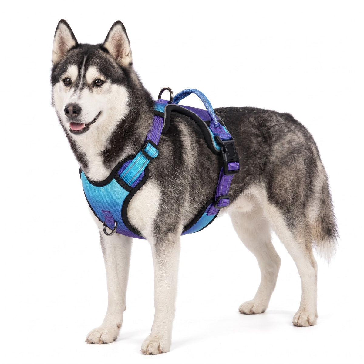 Reflective dog harness in Sky Blue Purple on a Siberian Husky