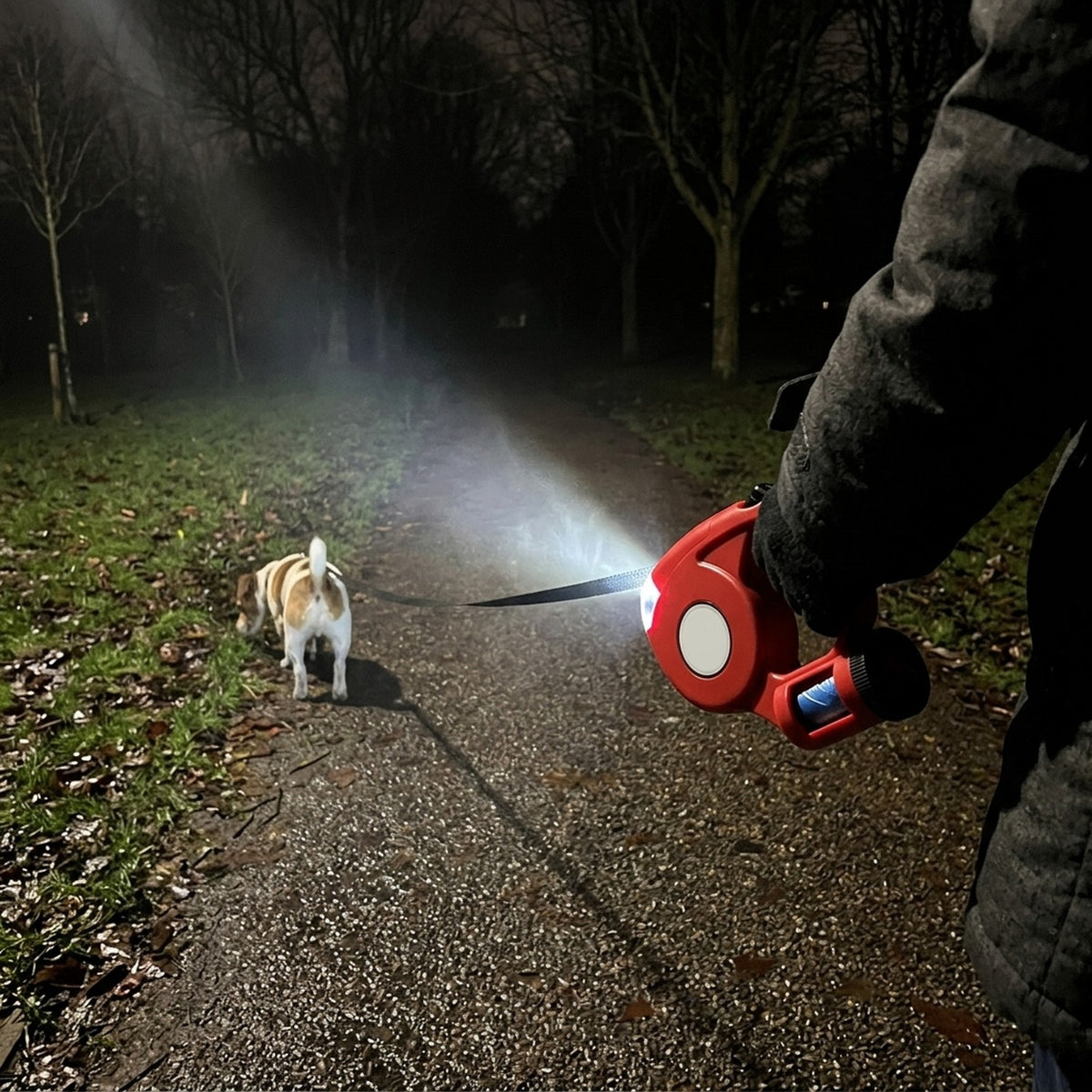 Jack Russell on a dark winter park path lit by the torch on a red retractable dog lead