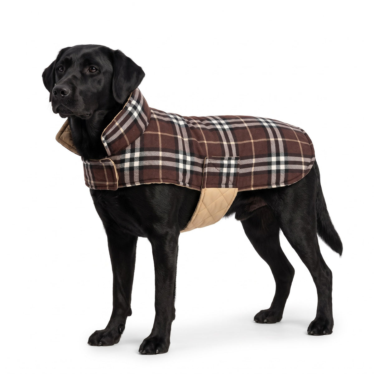 Black Labrador wearing a brown check reversible dog coat on a white background