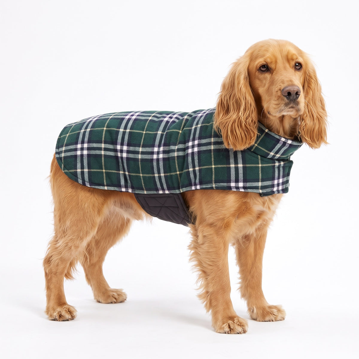 Cocker Spaniel wearing a green tartan reversible dog coat on a white background