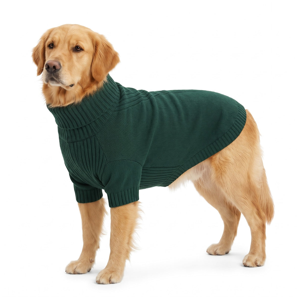 Golden Retriever wearing the bottle green roll neck knitted dog jumper