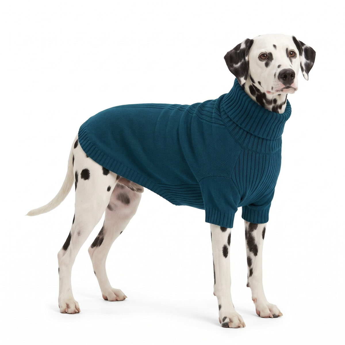 Dalmatian wearing the petrol blue roll neck knitted dog jumper
