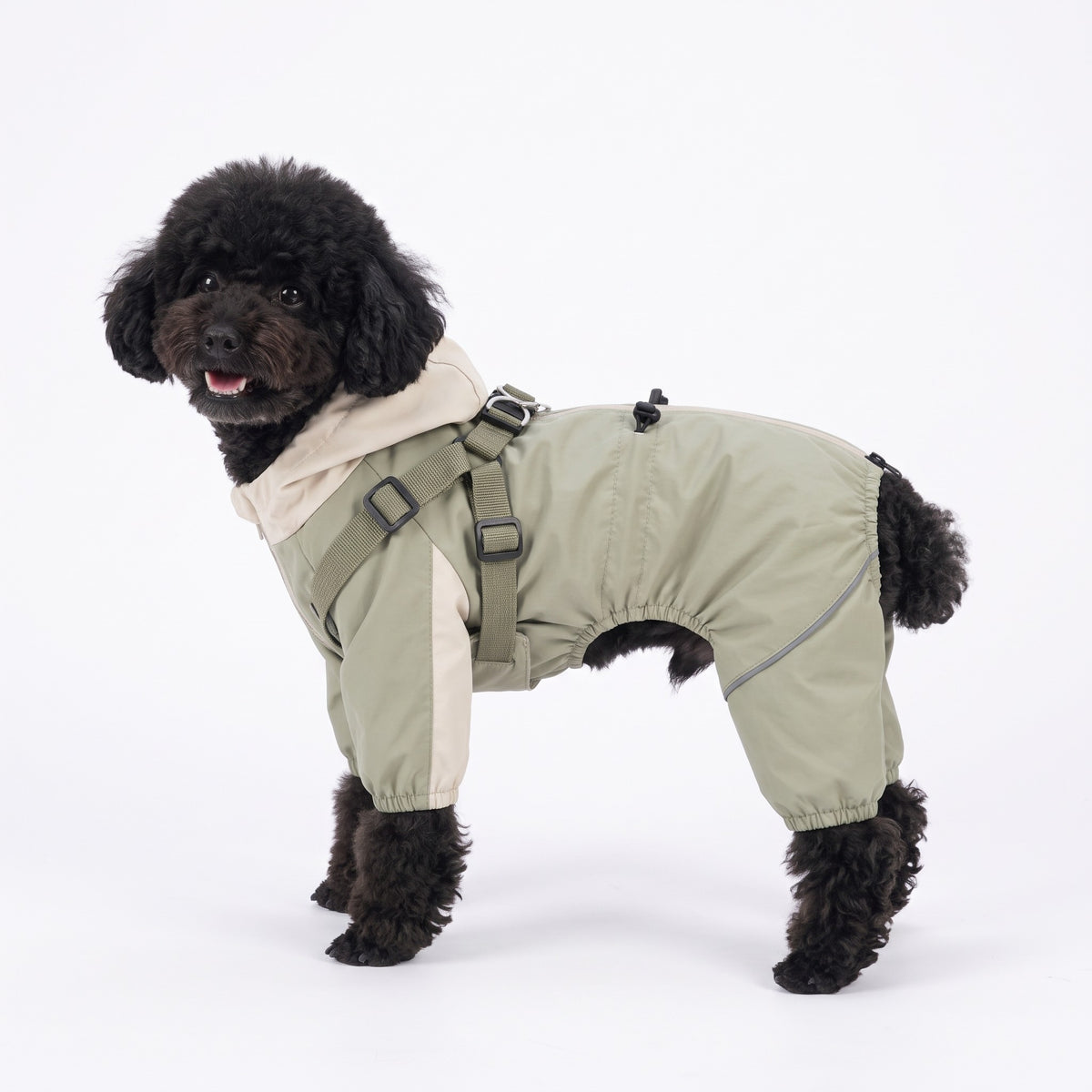 Dog raincoat with legs and built-in harness in Sage Green on a Miniature Poodle