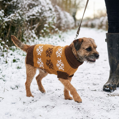 Border Terrier wearing the Caramel snowflake dog jumper on a snowy countryside walk