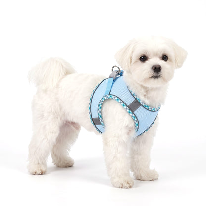 White Maltese wearing the baby blue dog harness on a white background
