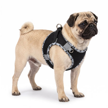 Fawn Pug wearing the black dog harness on a white background