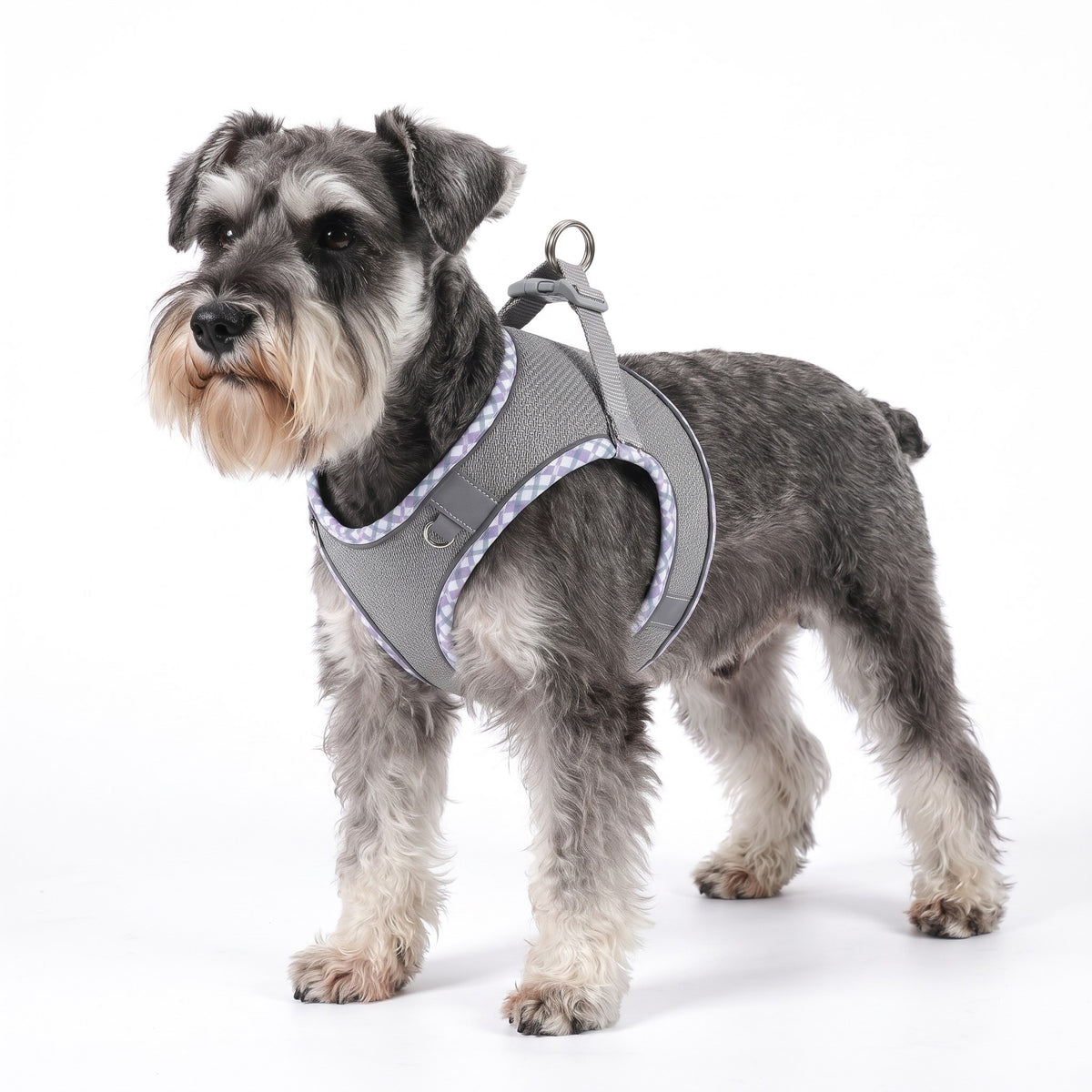 Salt-and-pepper Miniature Schnauzer wearing the grey dog harness on a white background