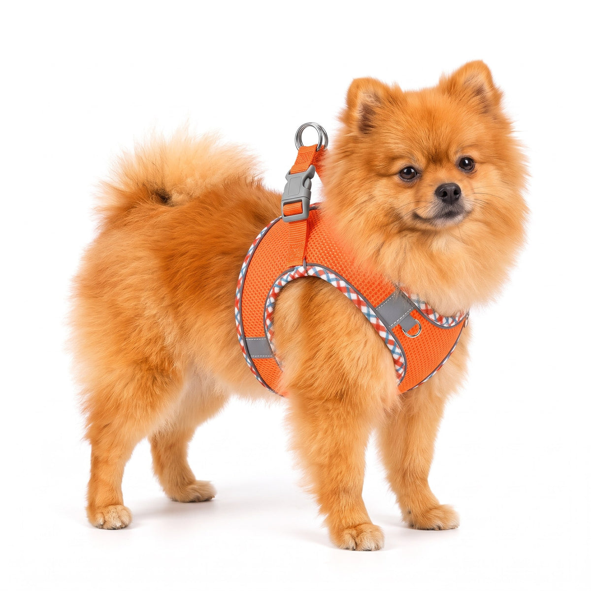 Orange Pomeranian wearing the orange dog harness on a white background