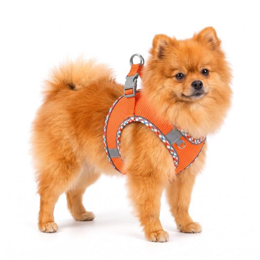 Orange Pomeranian wearing the orange dog harness on a white background