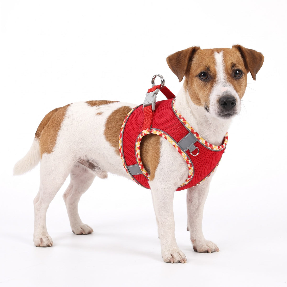 Jack Russell Terrier wearing the red dog harness on a white background