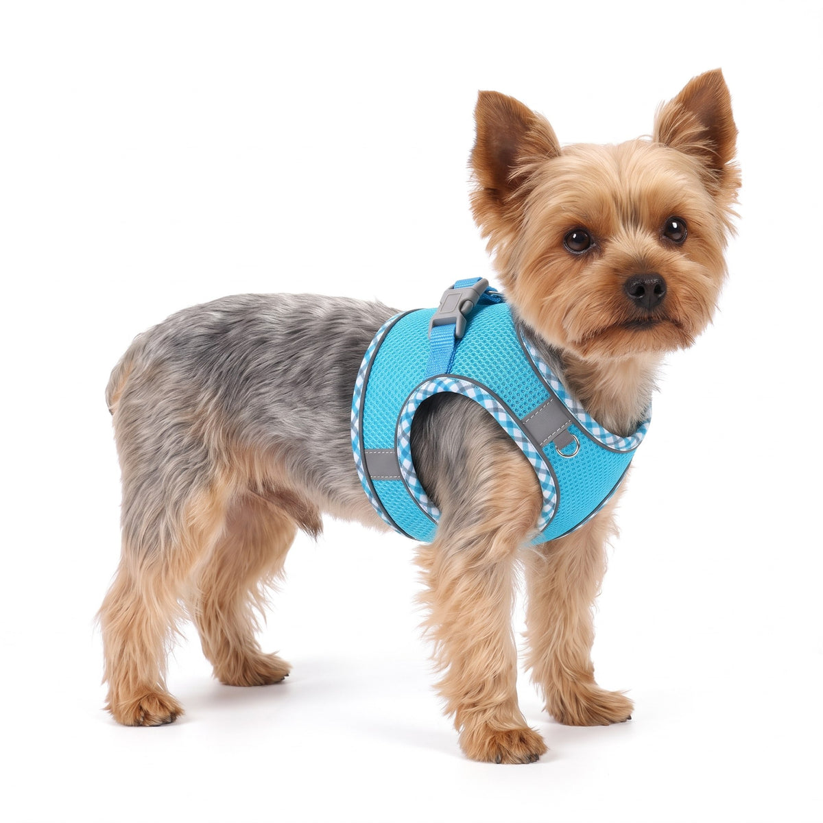 Yorkshire Terrier wearing the turquoise dog harness on a white background