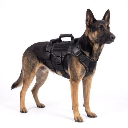 Black-and-tan German Shepherd wearing the black dog harness on a white background