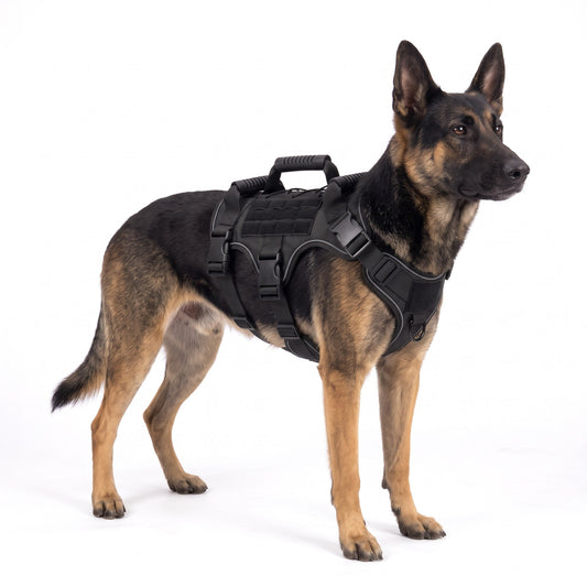 Black-and-tan German Shepherd wearing the black dog harness on a white background