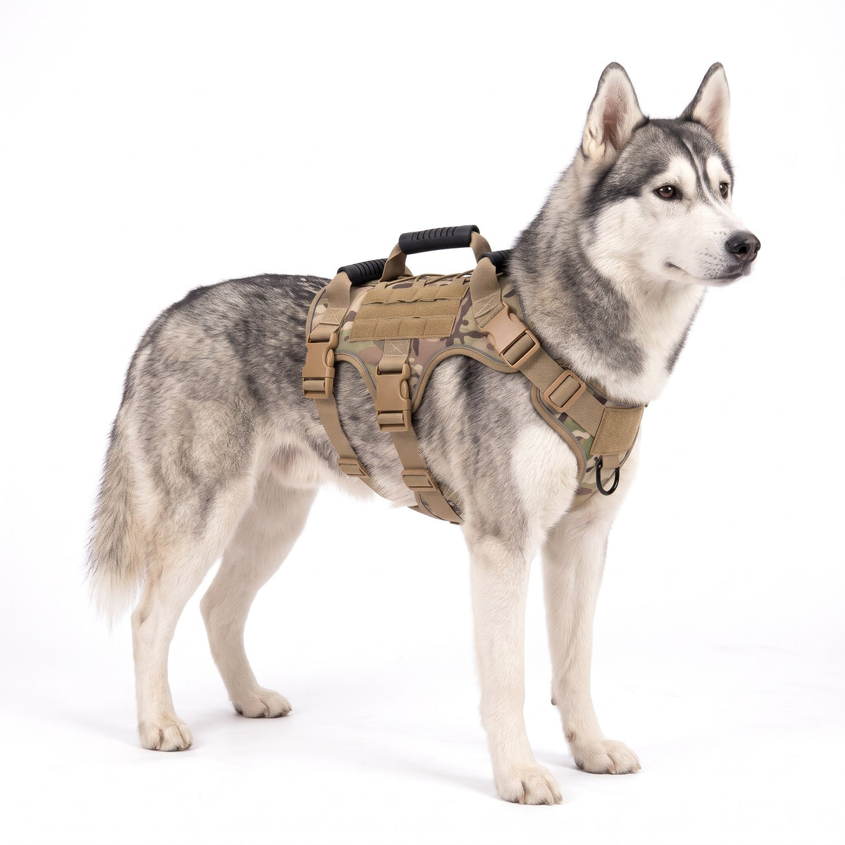 Grey-and-white Siberian Husky wearing the camo dog harness on a white background