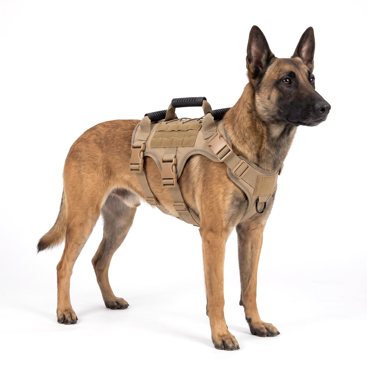 Belgian Malinois wearing the coyote tan dog harness on a white background