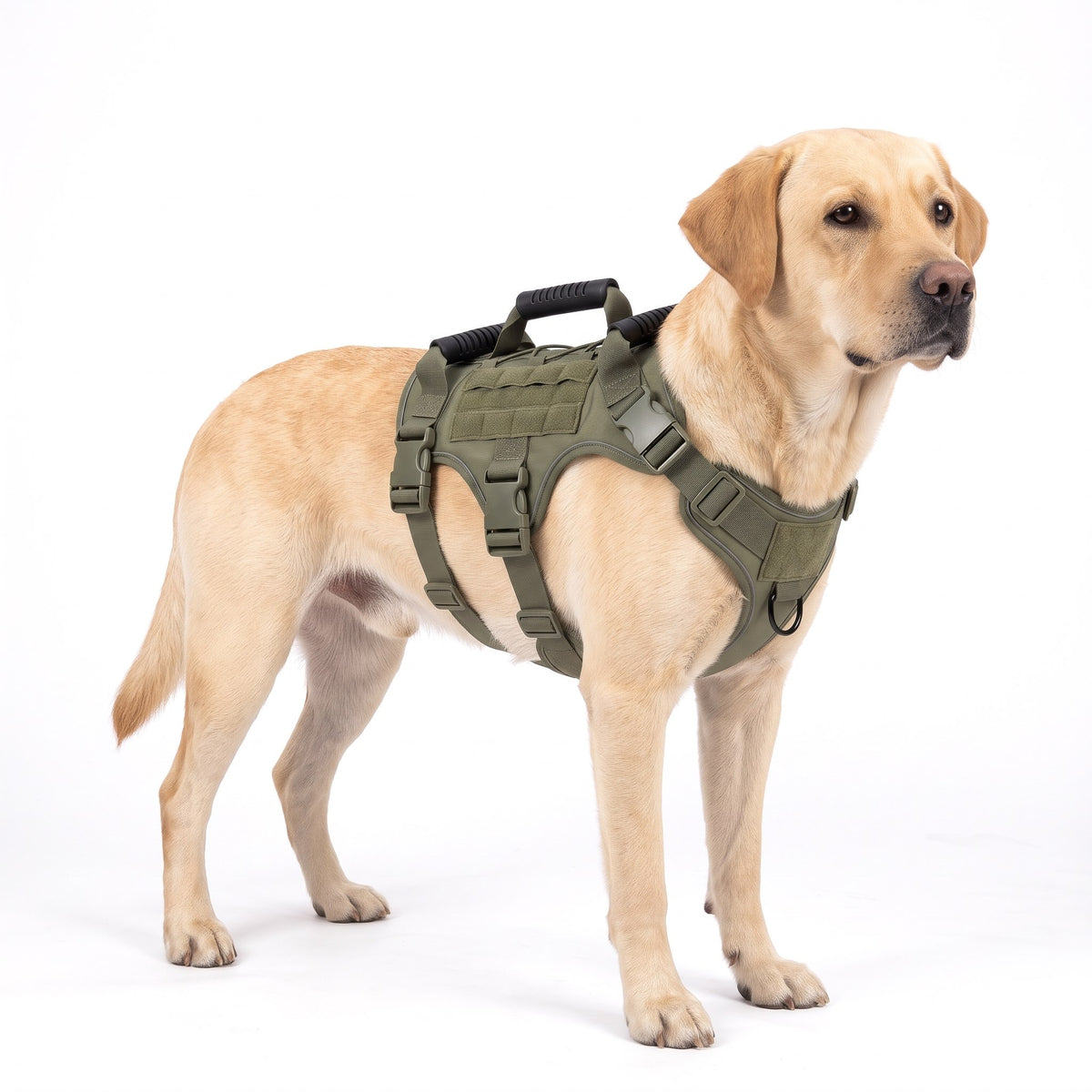 Yellow Labrador Retriever wearing the olive green dog harness on a white background