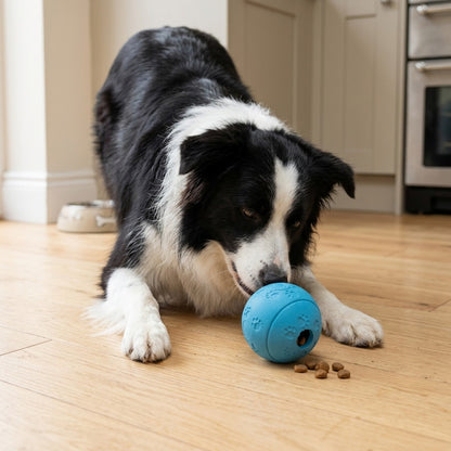Border Collie nosing the blue treat dispensing dog ball on a kitchen floor with kibble coming out