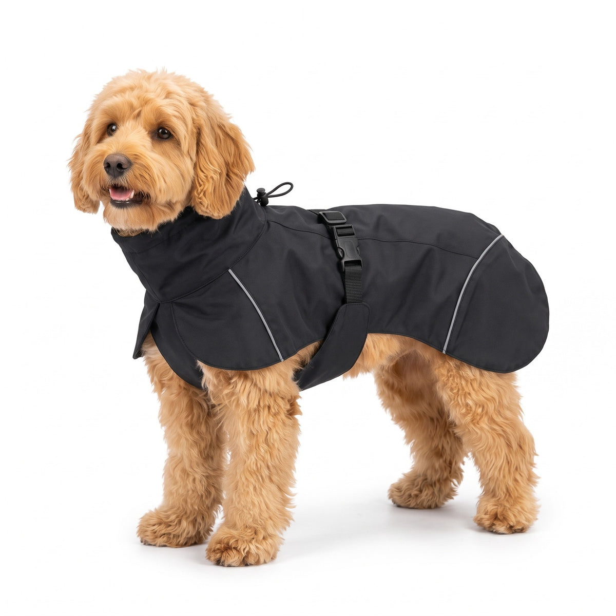 Black high neck dog rain coat on a Cockapoo