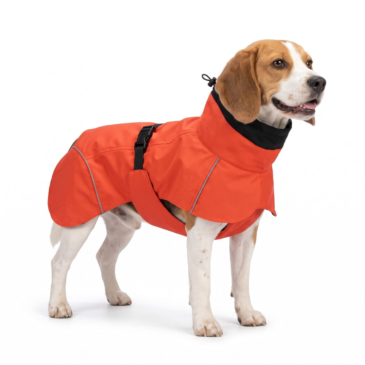 Orange red high neck dog rain coat on a Beagle