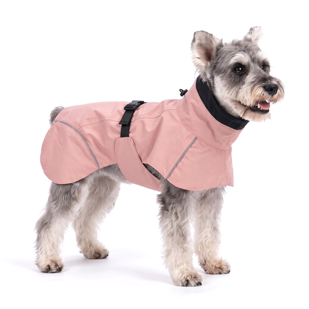 Pink high neck dog rain coat on a Miniature Schnauzer