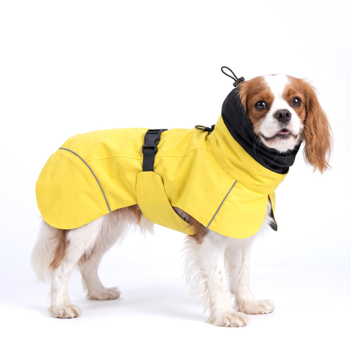 Yellow high neck dog rain coat on a Cavalier King Charles Spaniel