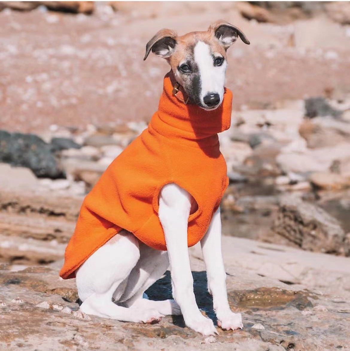 Orange polo neck fleece jumper on a whippet
