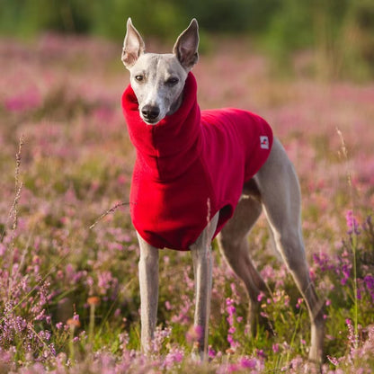 Red polo neck fleece jumper on a whippet