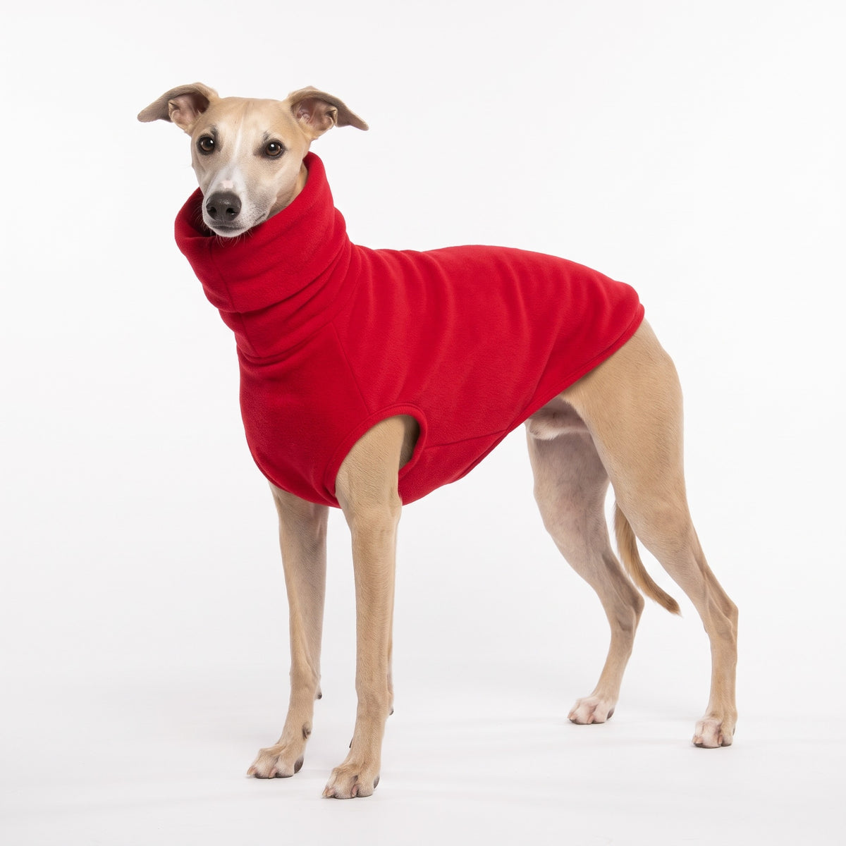 Red polo neck fleece jumper on a fawn Whippet