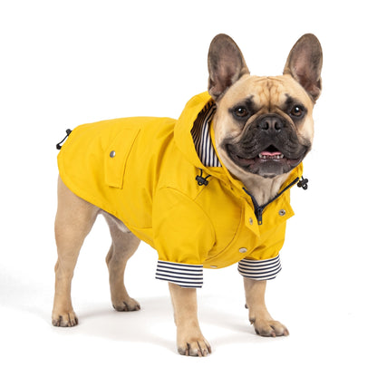 French Bulldog in the yellow dog raincoat with hood down showing the navy and white striped lining