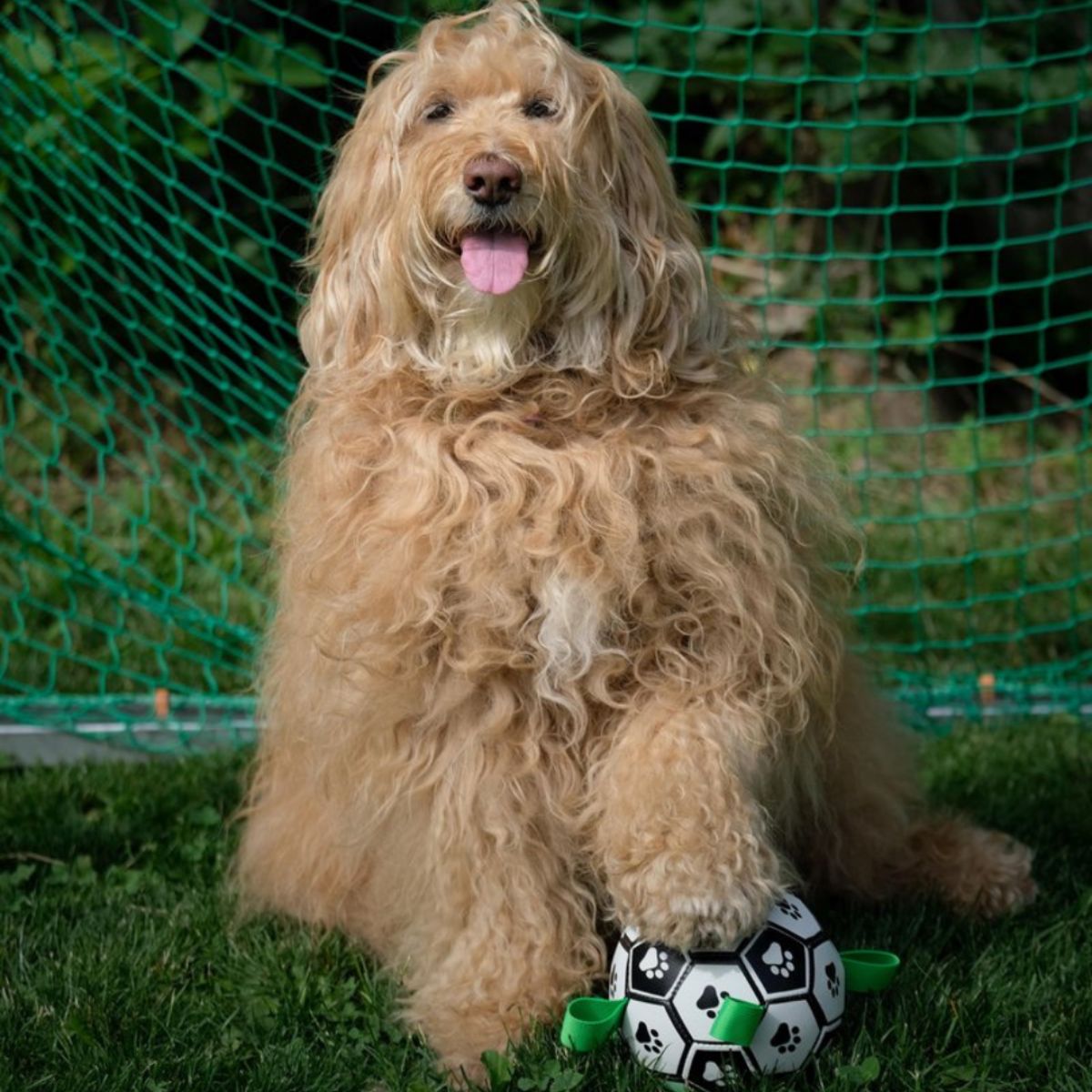 Australian labradoodle holding interactive dog toy Doggo Ball