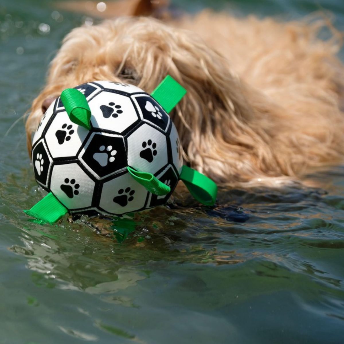 Australian labradoodle playing with interactive dog toy Doggo Ball