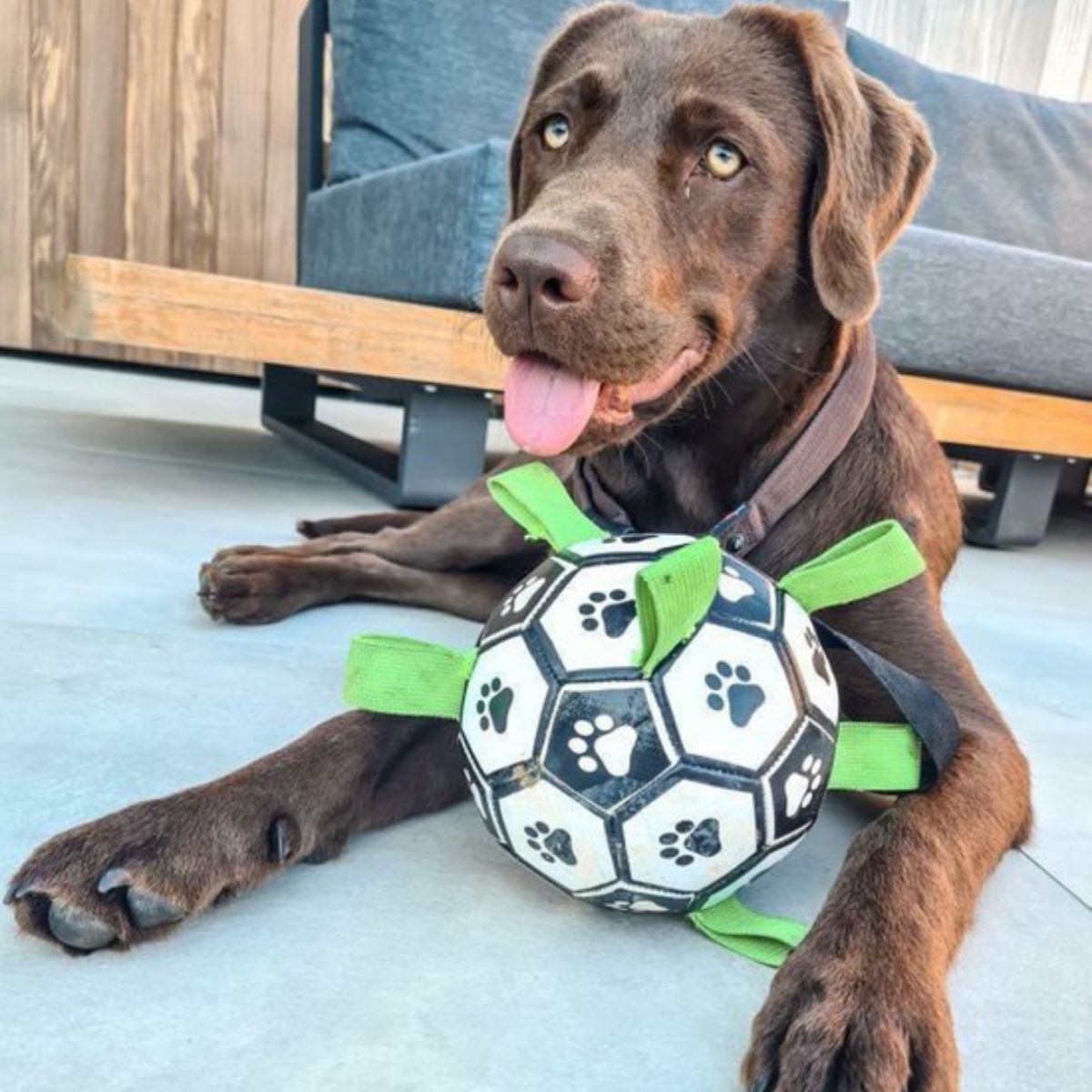 Brown labrador retriever holding interactive dog toy Doggo Ball