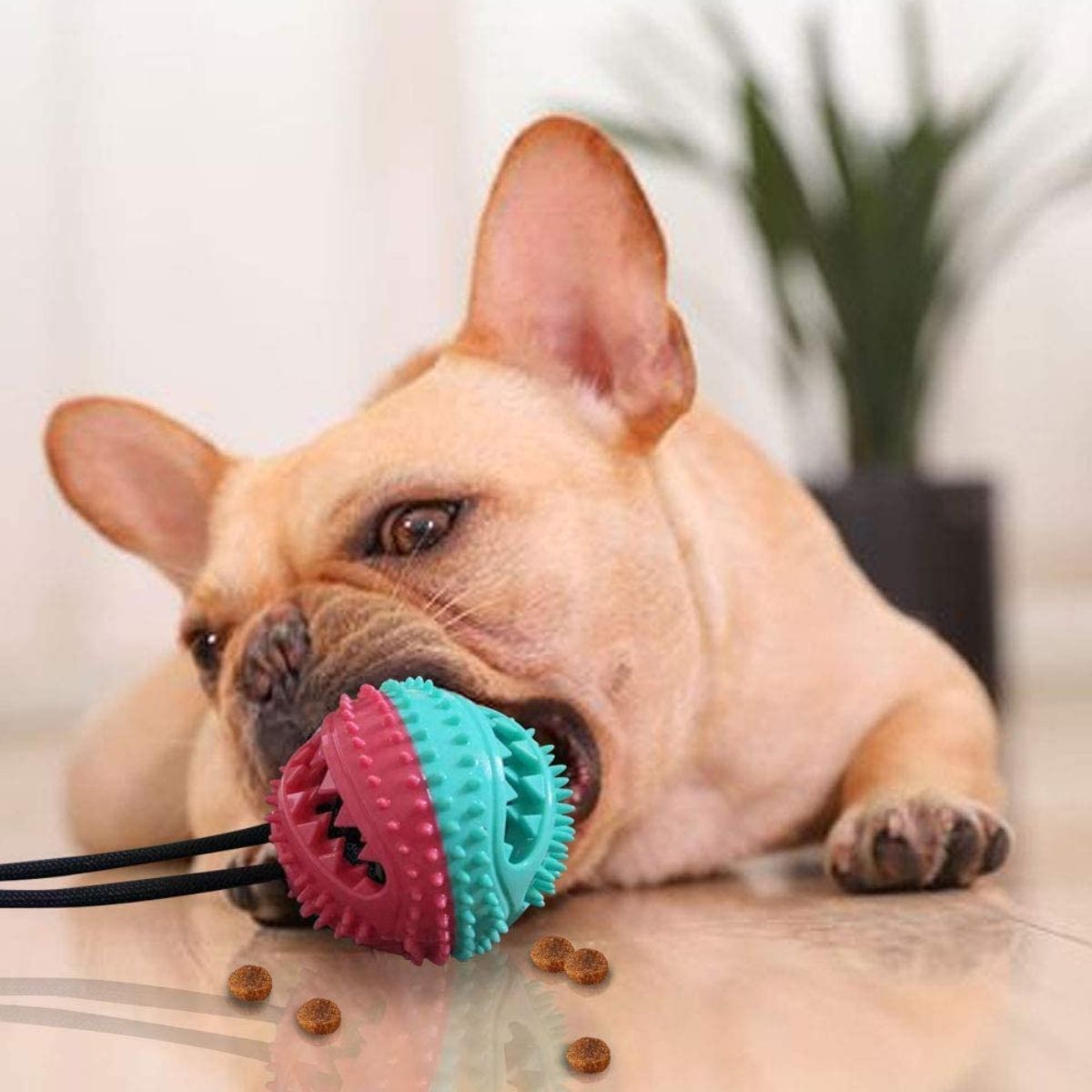 A chihuahua playing with dog tug toy chewy ball blue with red