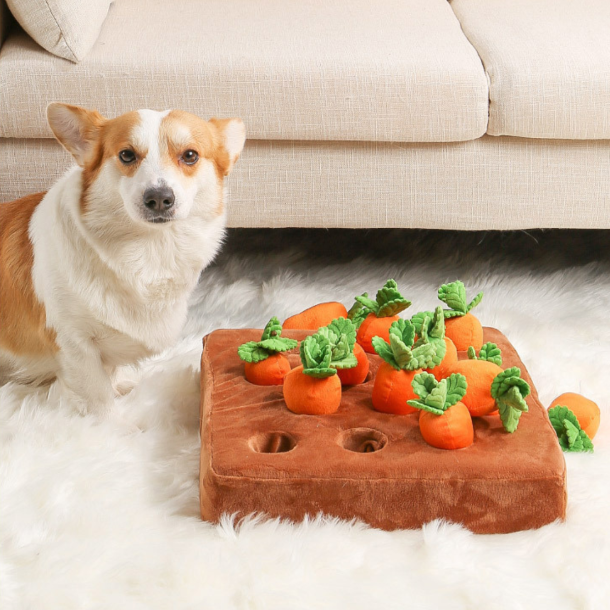 corgi next to carrto garden dog toy