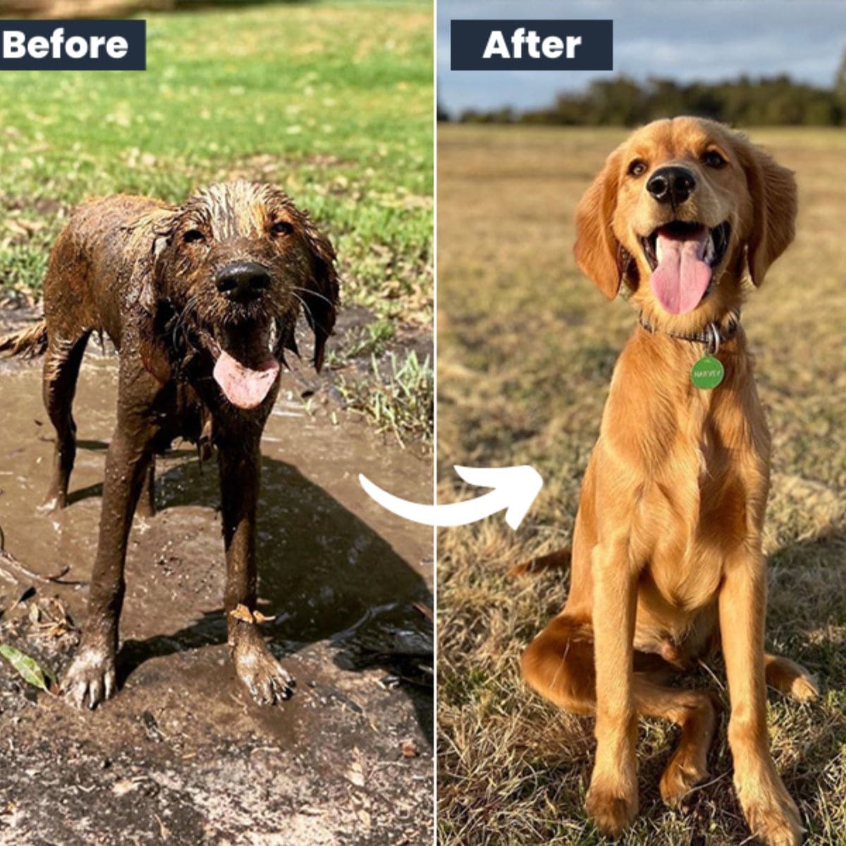 A dog before and after bathing with Doggo jet