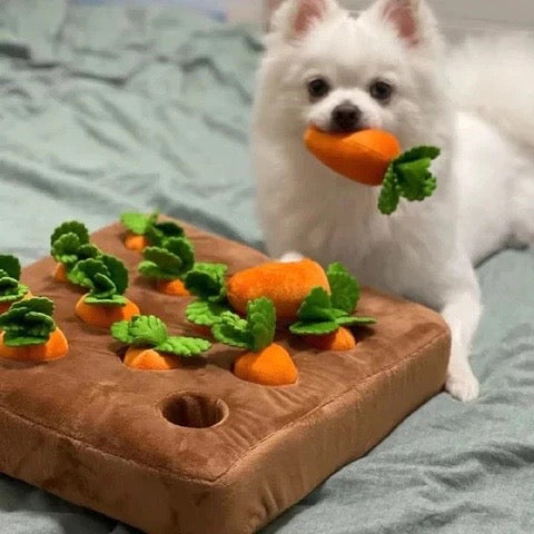 dog playing with carrot garden dog toy