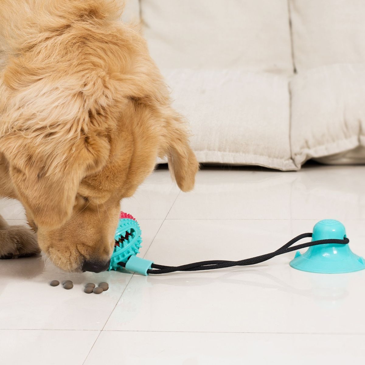 A golden retriever eating treats from dog tug toy chewy ball blue with red