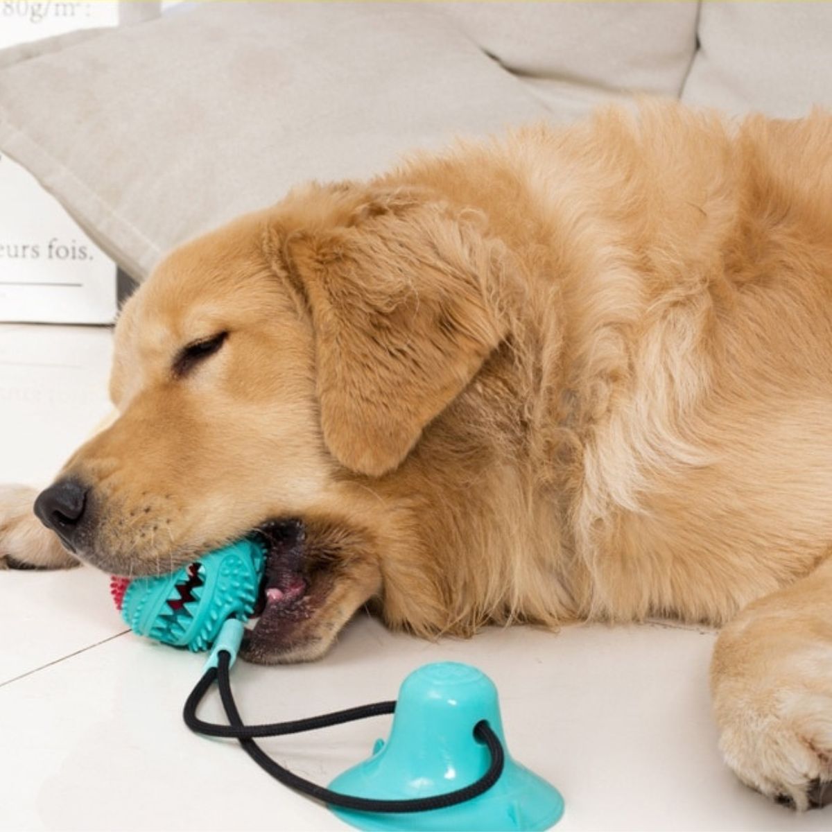 A golden retriever playing with dog tug toy Chewy ball blue