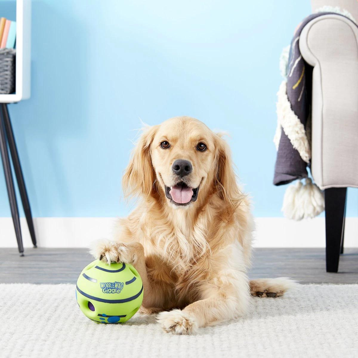 golden retriever playing with giggle ball