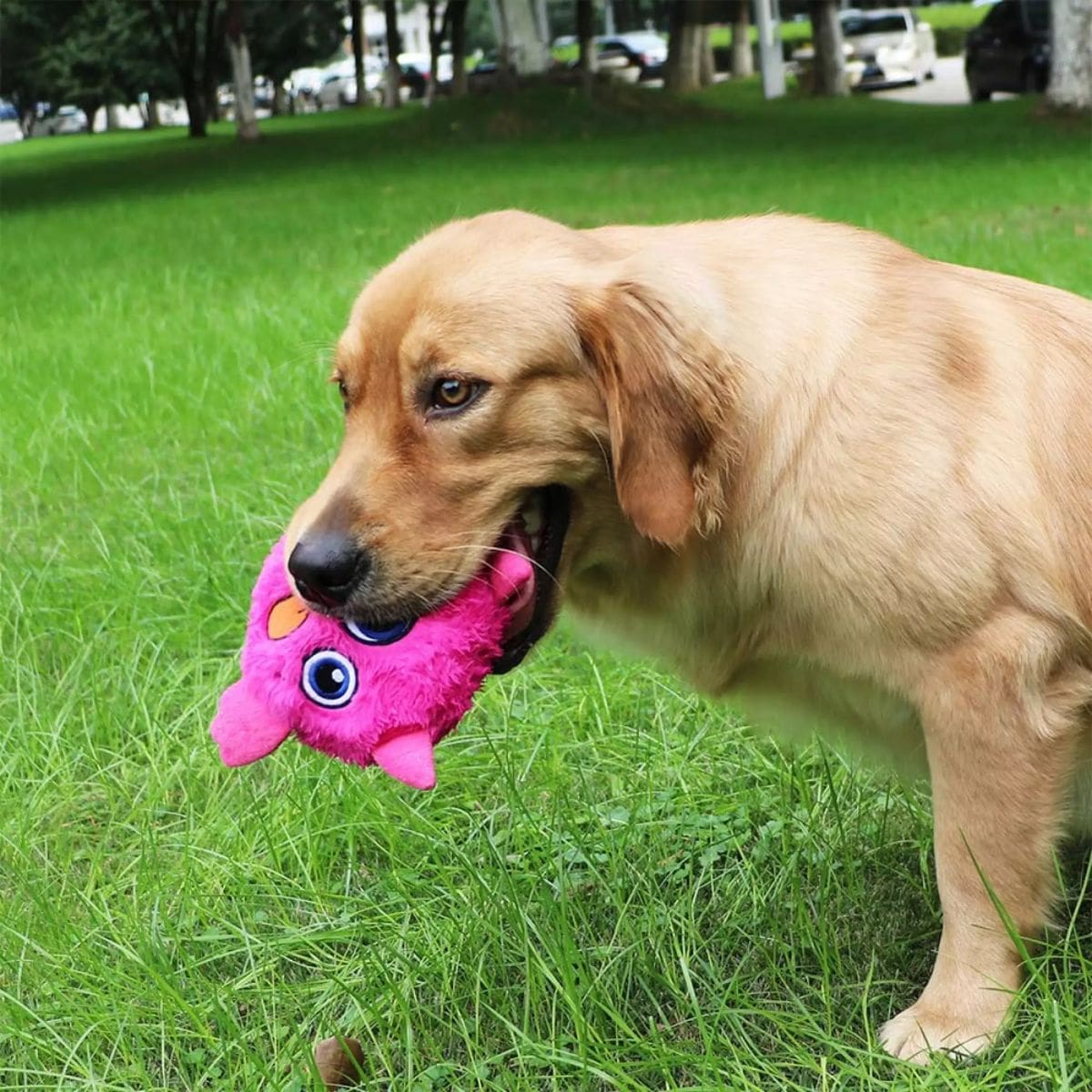 Labrador retriever carrying interactive dog toy Crazy monster
