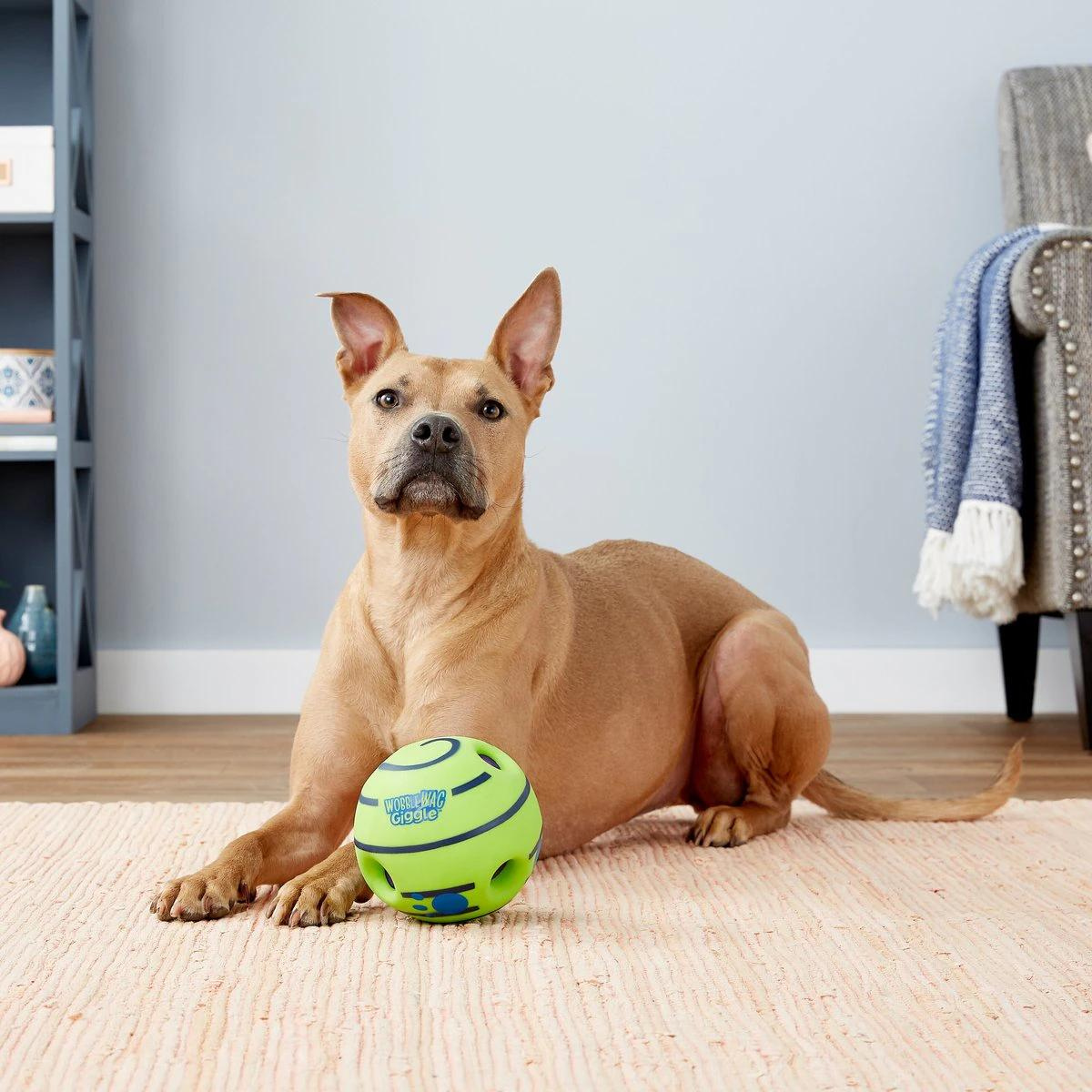 pitbull sitting to giggle ball